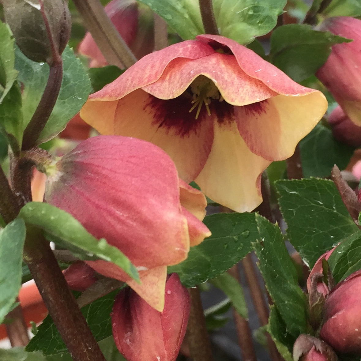 Helleborus x hybridus 'Sandy Shores'