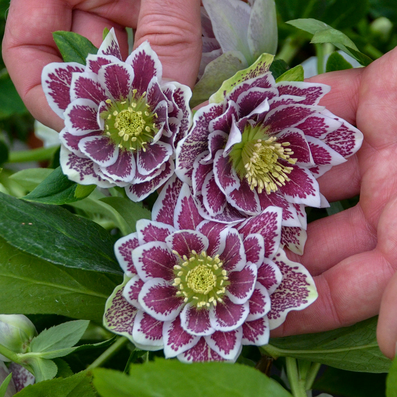 Helleborus x hybridus 'Shotgun Wedding'
