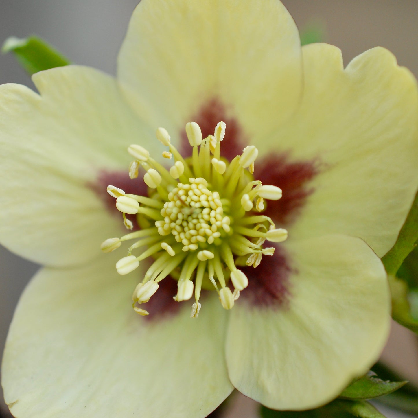 Helleborus x hybridus 'Spanish Flare'