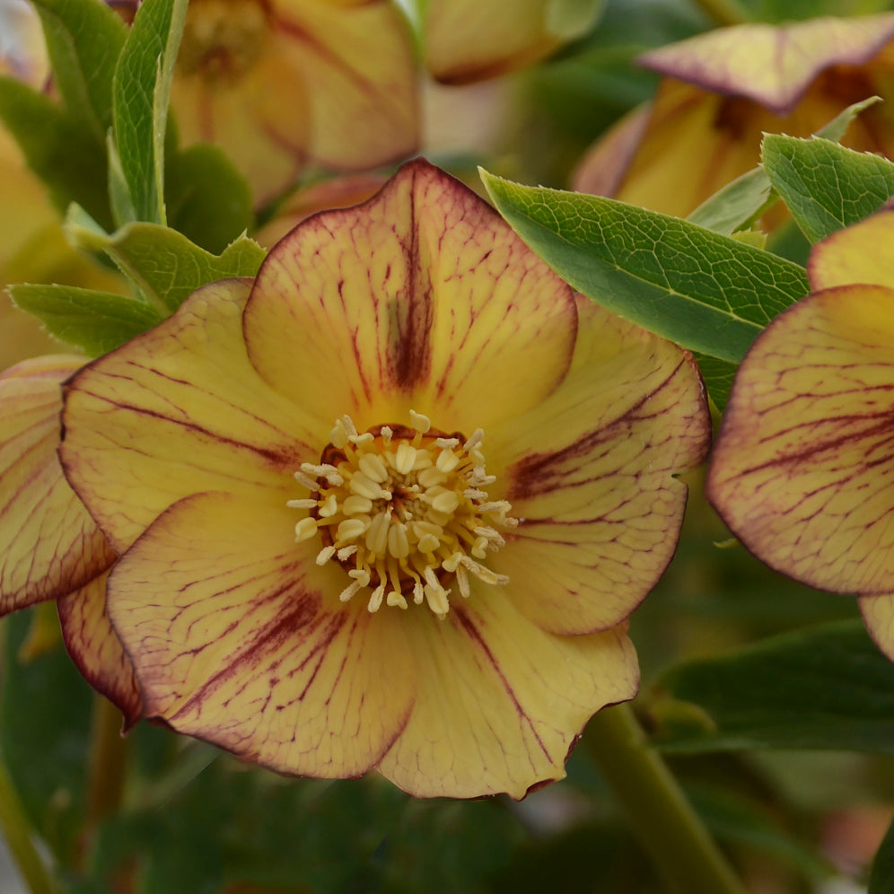 Helleborus x hybridus 'Tropical Sunset'