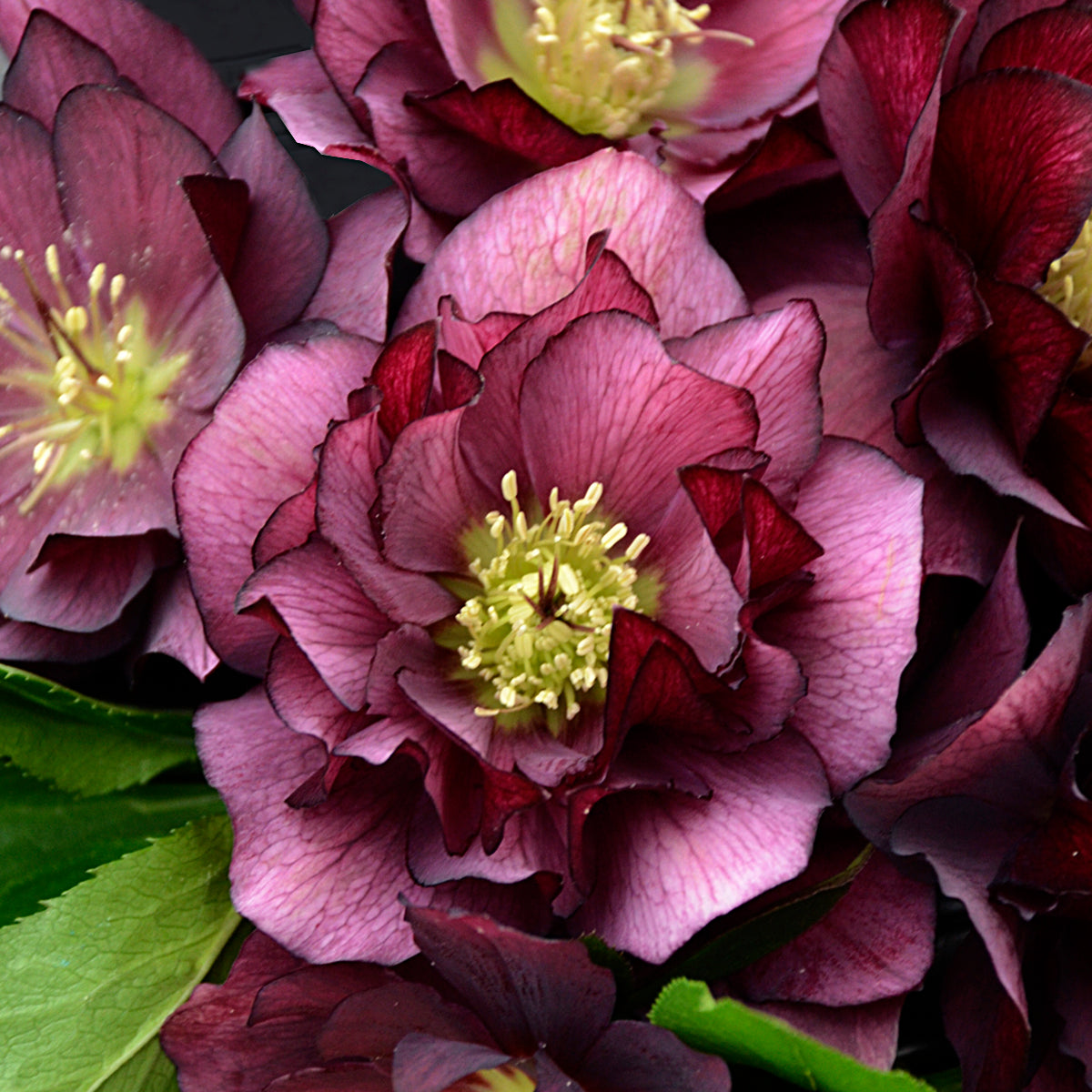Helleborus x hybridus 'True Love'