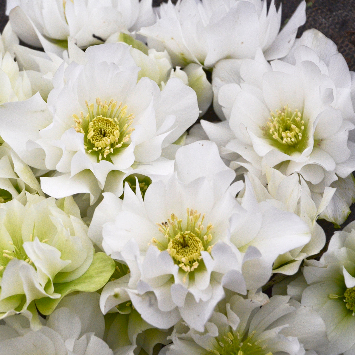 Helleborus x 'Wedding Bells'