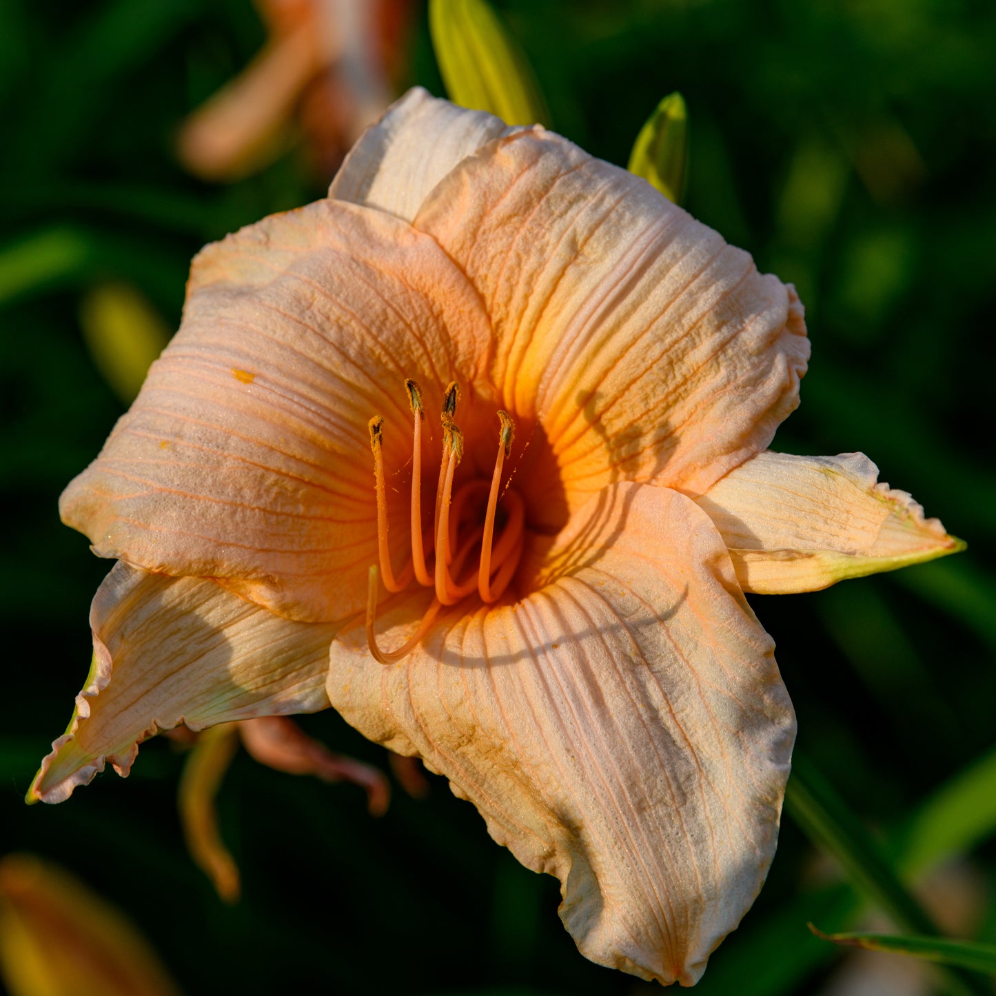 Hemerocallis 'Apricot Snow' (Daylily)