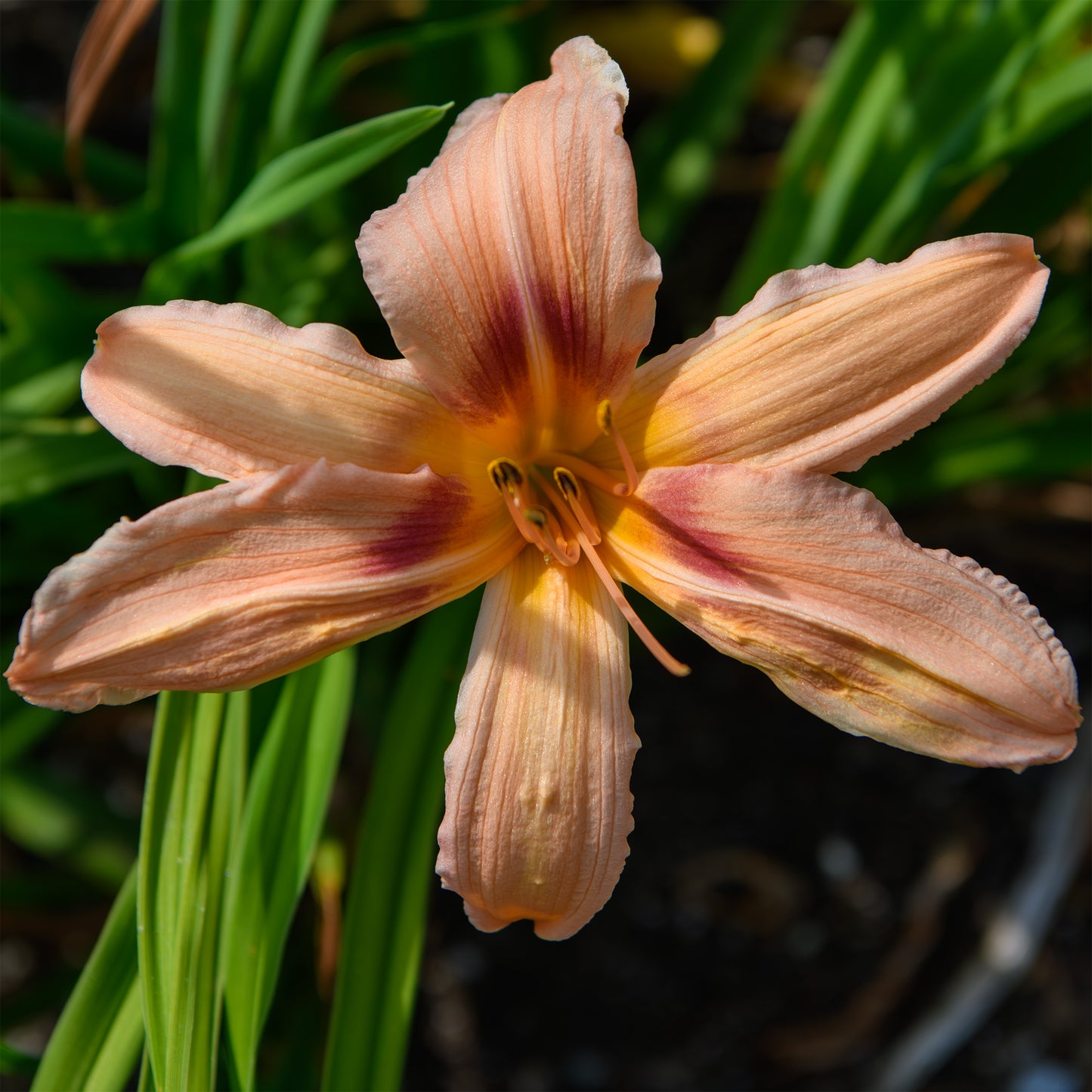 Hemerocallis 'Better Believe It'