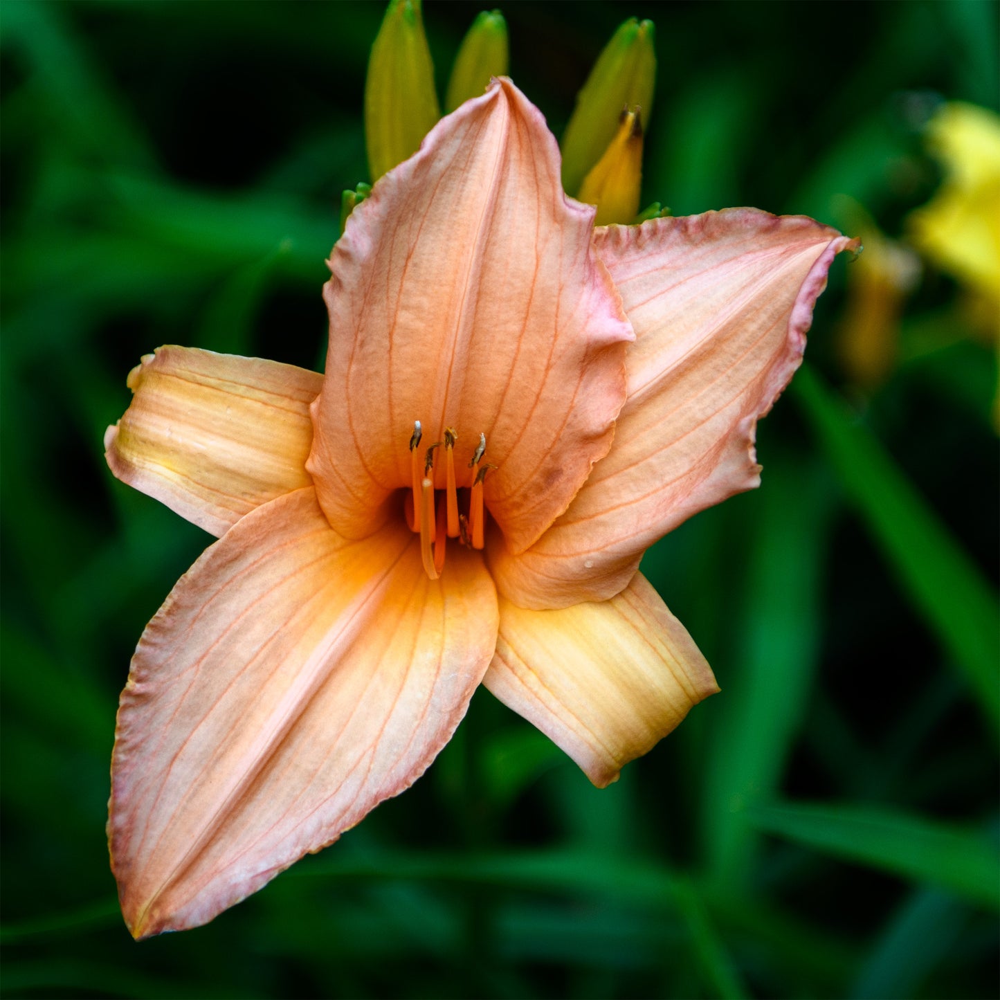 Hemerocallis 'Candy Apple' (Daylily)
