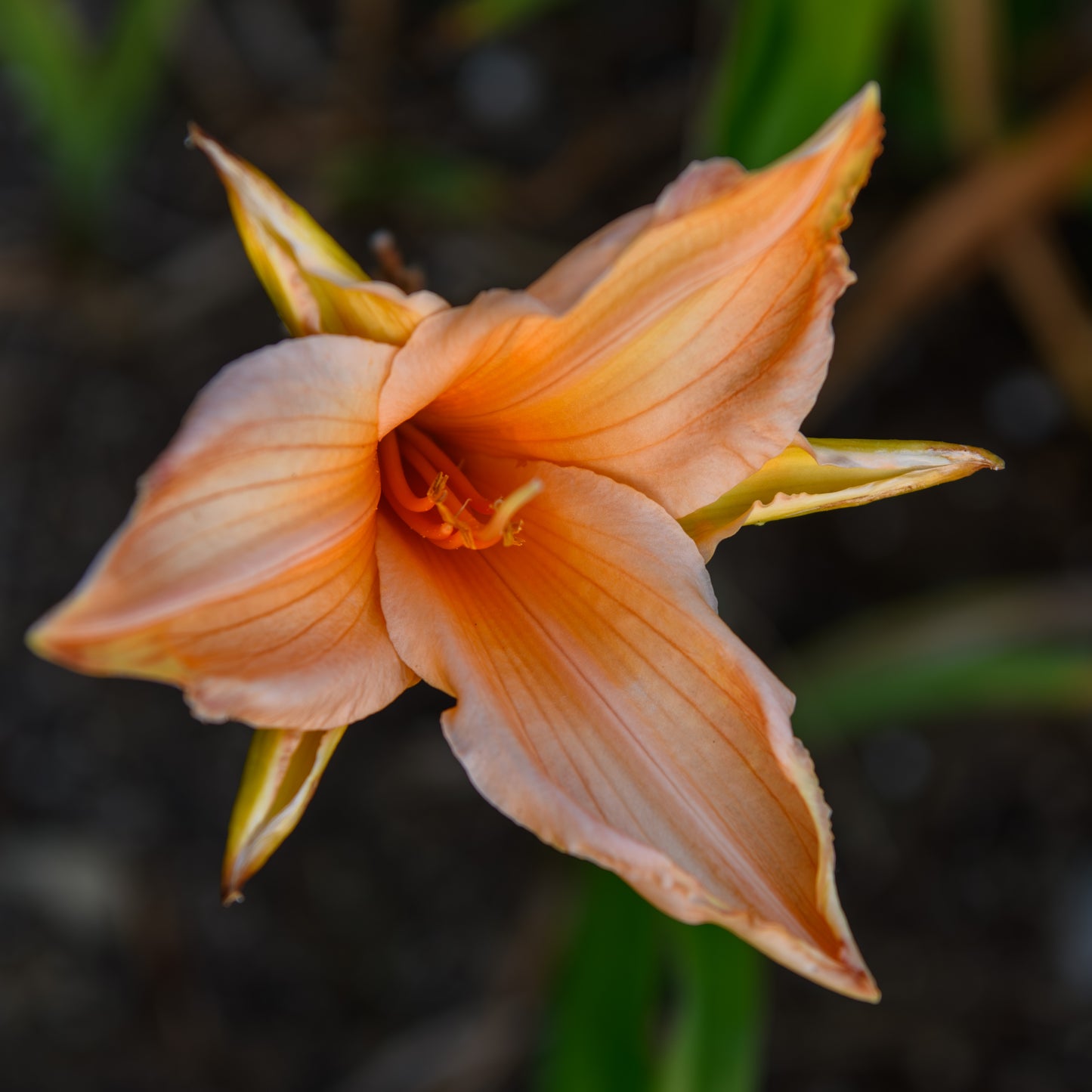 Hemerocallis 'Candy Apple' (Daylily)
