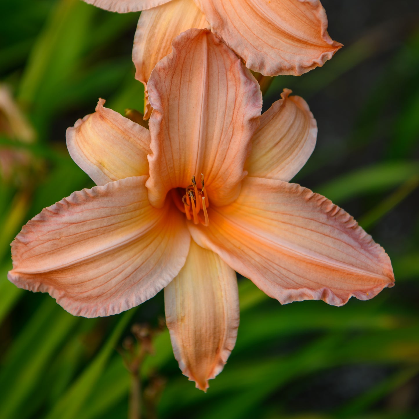 Hemerocallis 'Candy Apple' (Daylily)