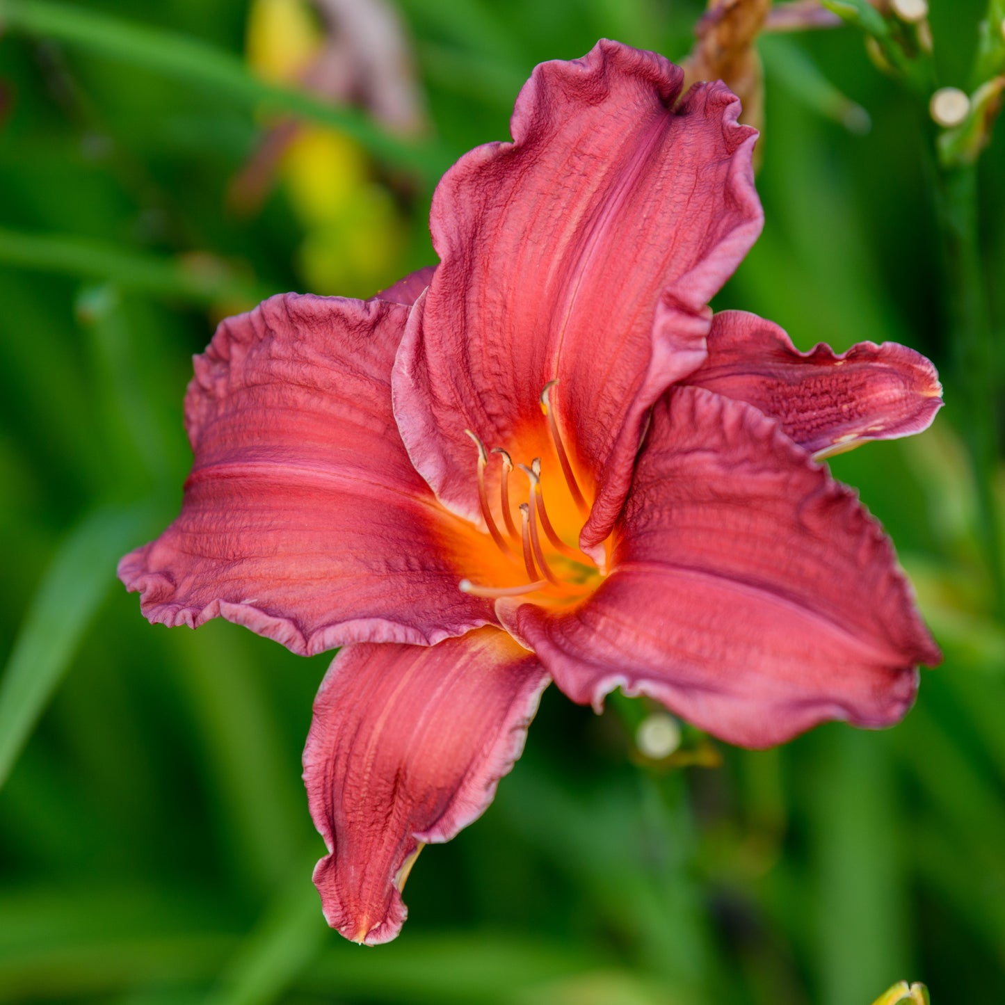 Hemerocallis 'Cape Cod'