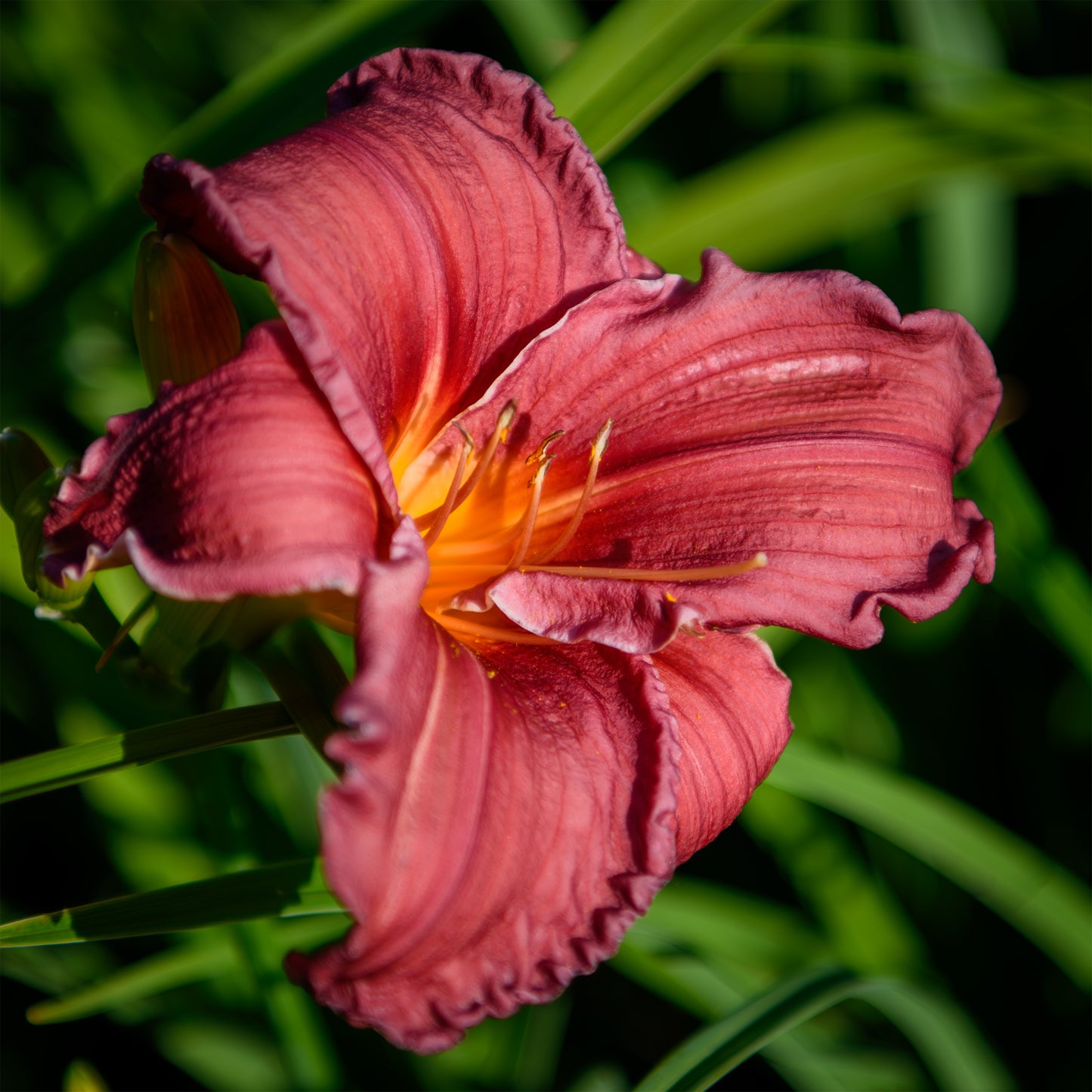 Hemerocallis 'Cape Cod' (Daylily)
