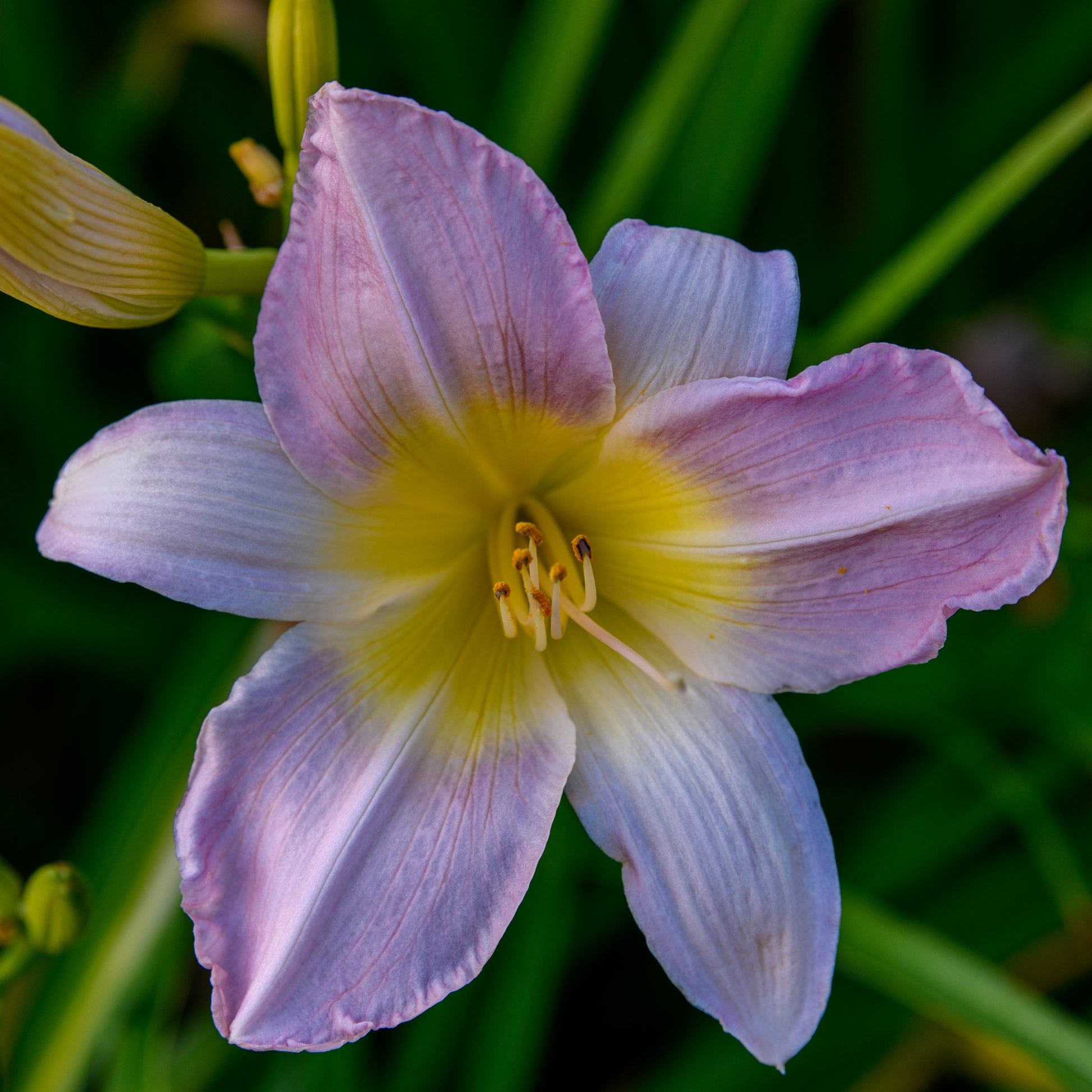 Hemerocallis 'Catherine Woodbury'