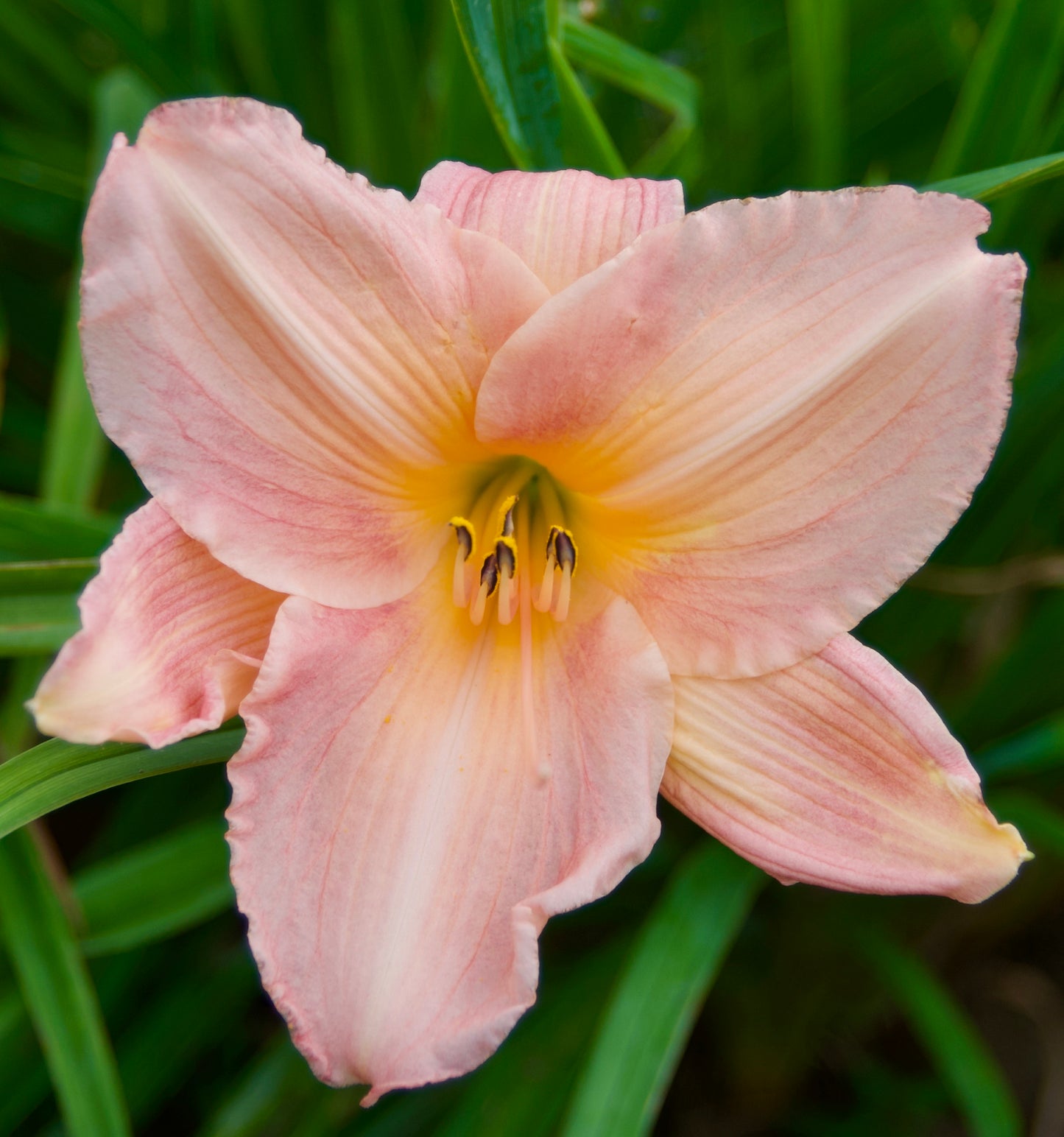 Hemerocallis 'Country Club'