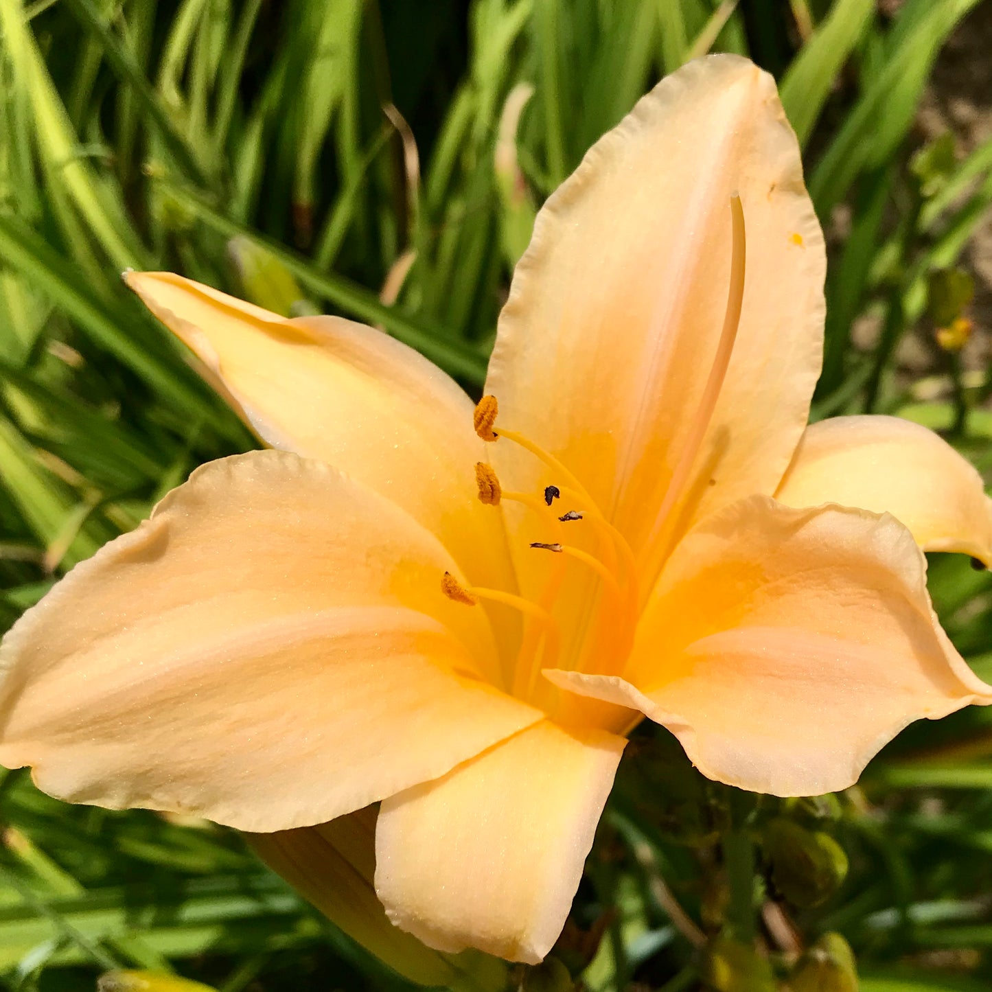 Hemerocallis 'Elfin Knight'