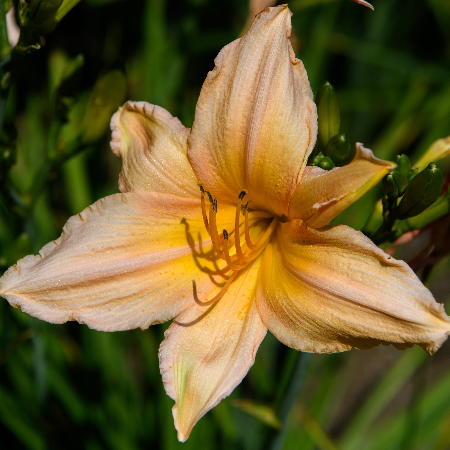 Hemerocallis 'Frosty Beauty'