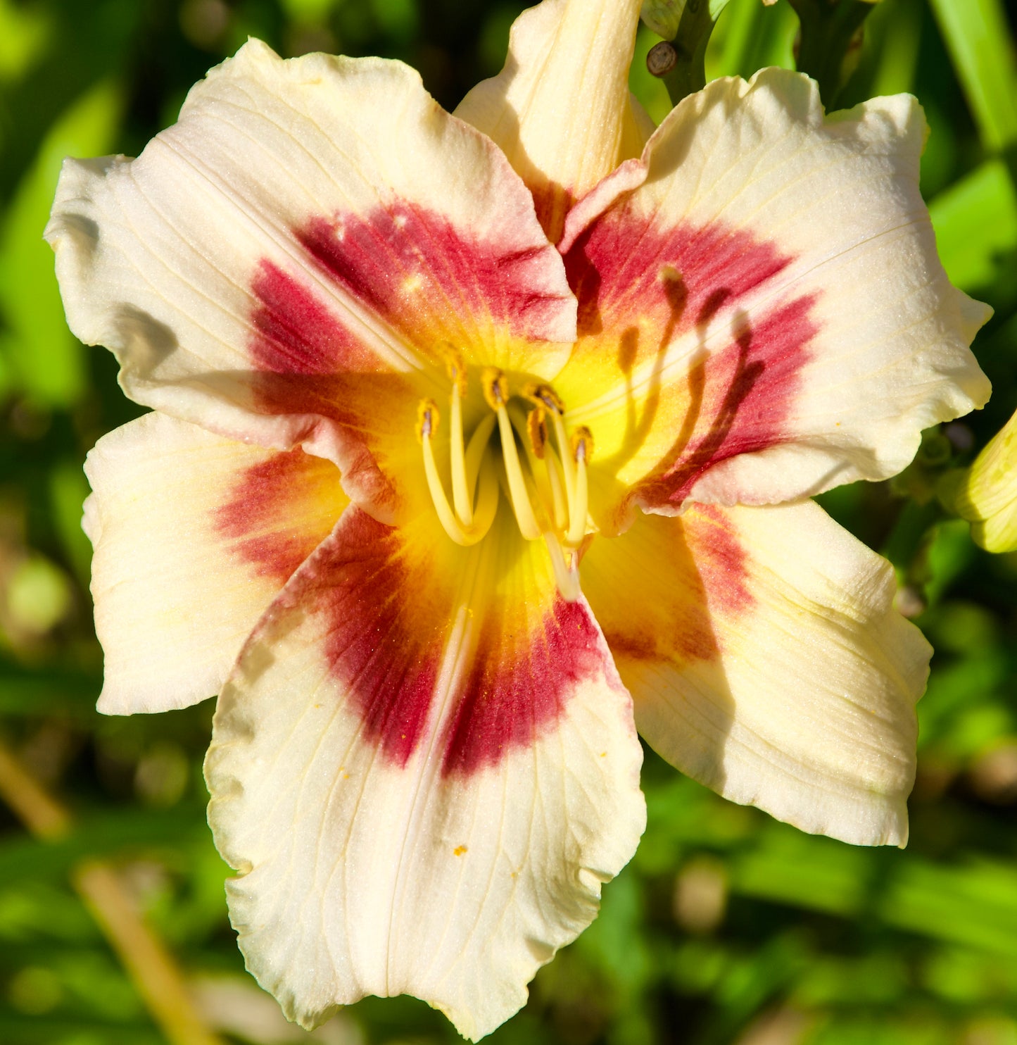 Hemerocallis 'Lady Eleanor'