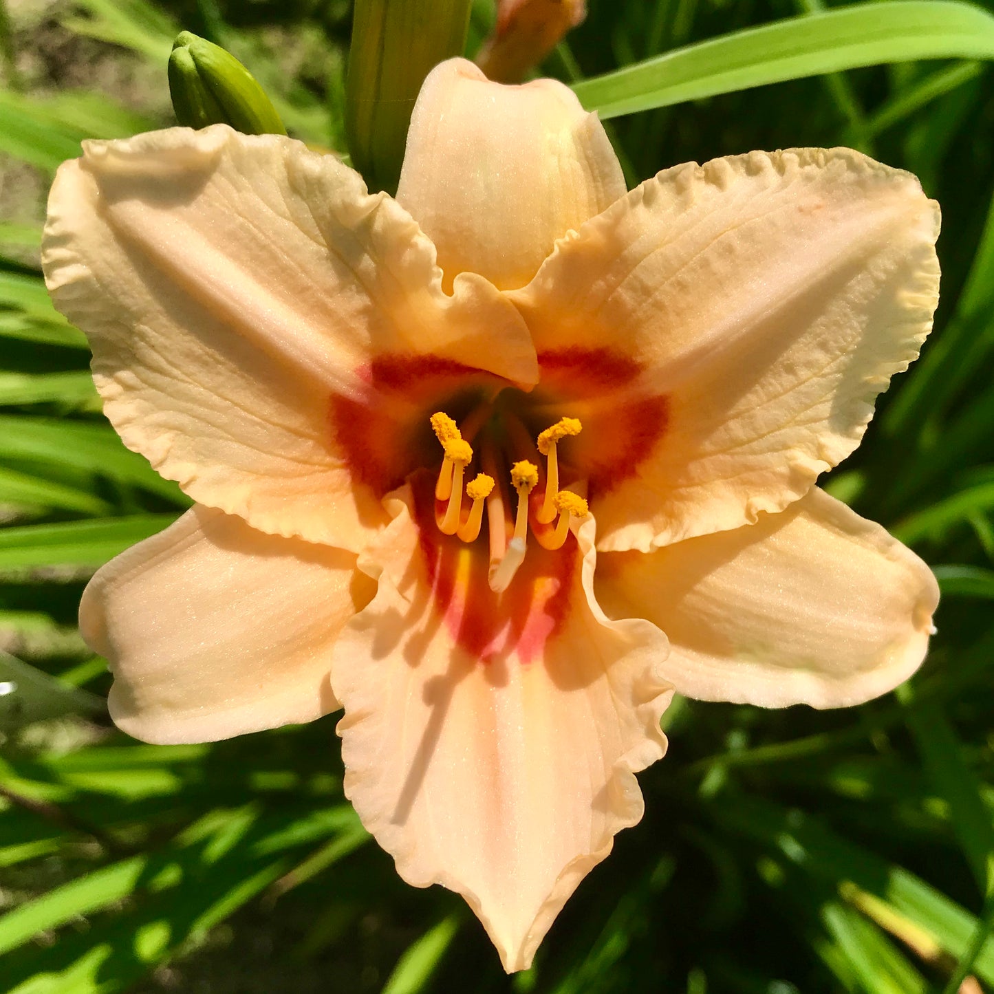 Hemerocallis 'Little Women'