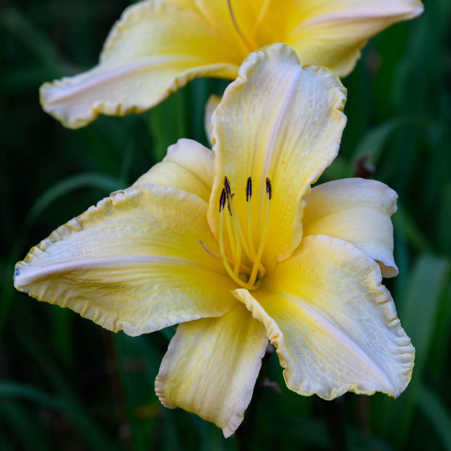 Hemerocallis 'Pastel Delight' (Daylily)