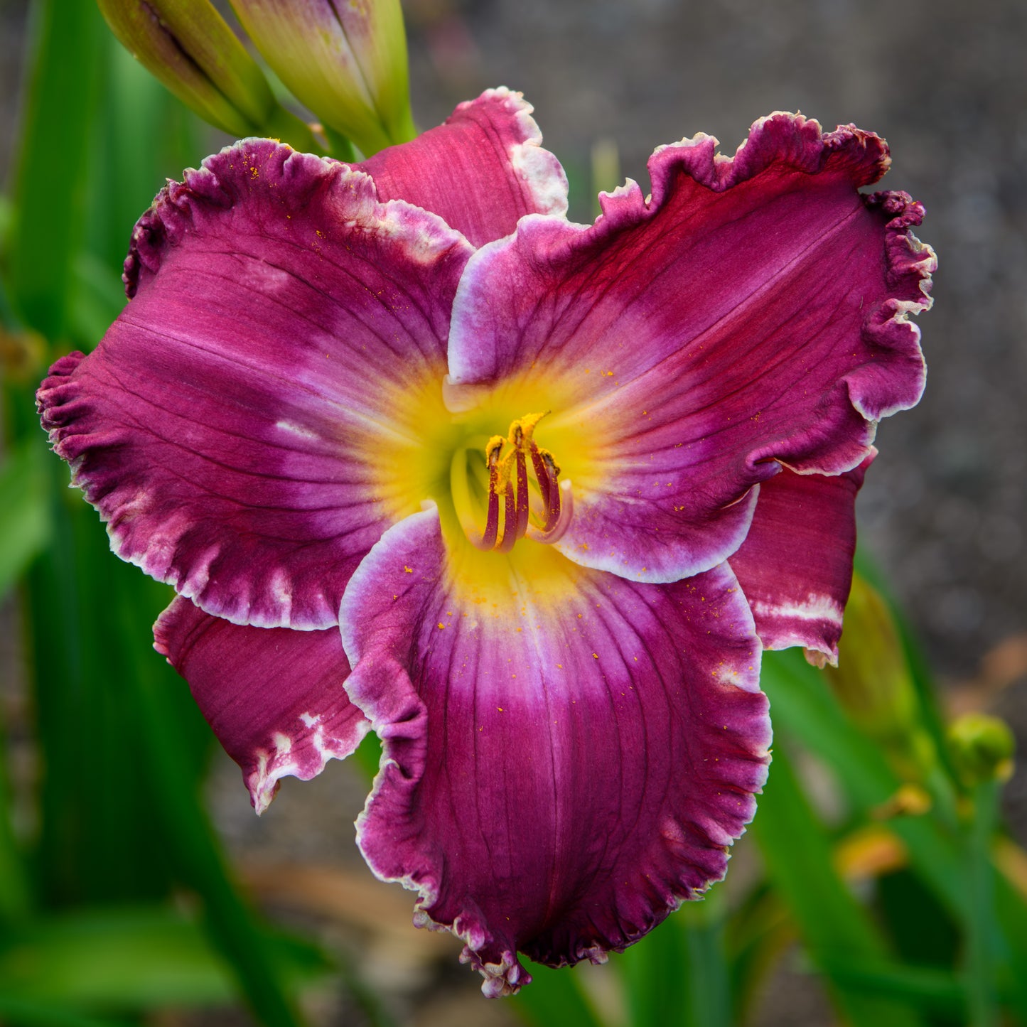 Hemerocallis 'Rich In Mercy'