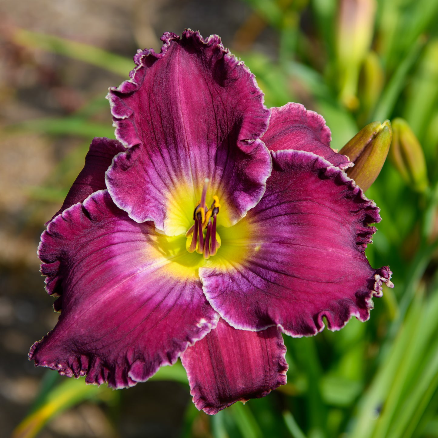 Hemerocallis 'Rich In Mercy'