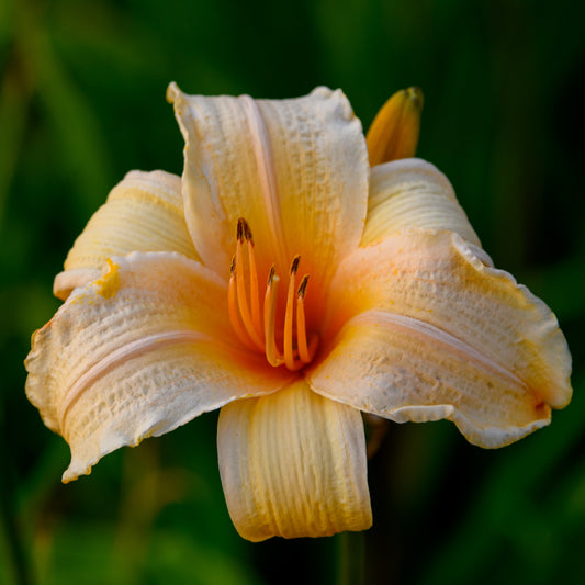 Hemerocallis 'Ruffled Apricot'