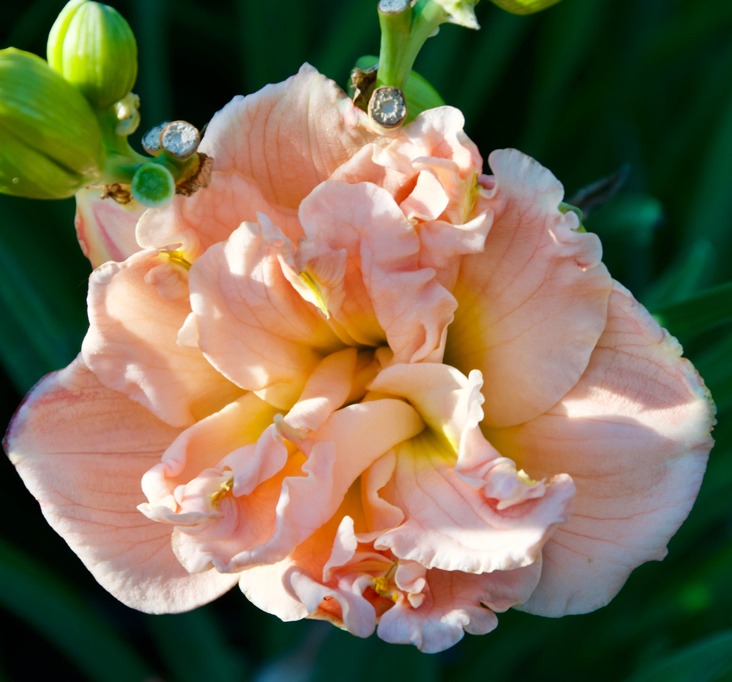 Hemerocallis 'Siloam Double Classic'