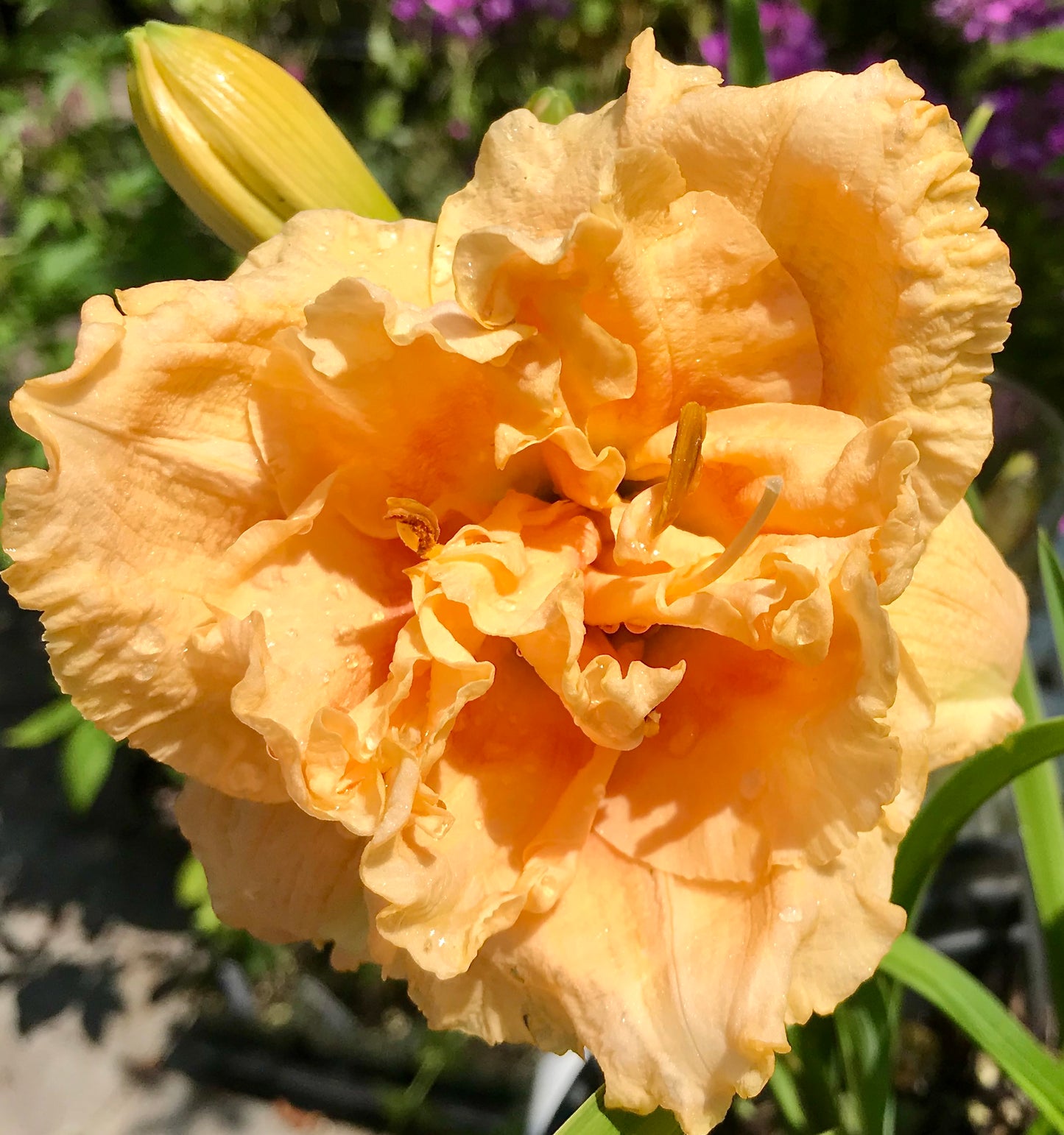 Hemerocallis 'Siloam Peony Display'