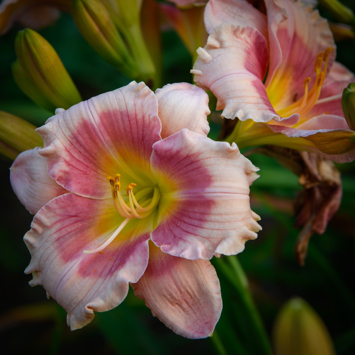 Hemerocallis 'Siloam Pink Glow' (Daylily)