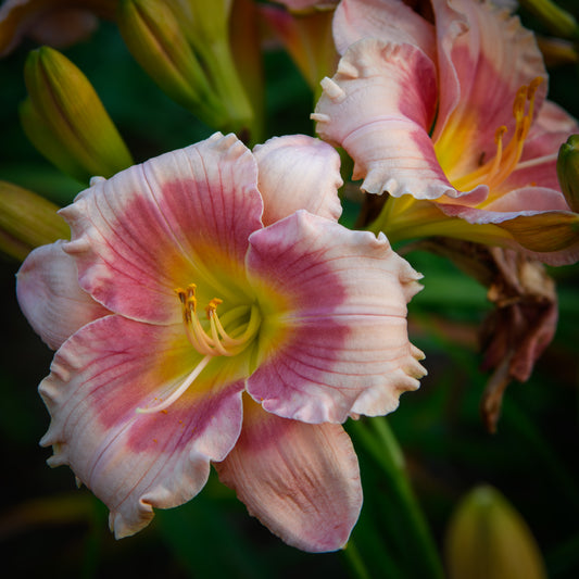 Hemerocallis 'Siloam Pink Glow' (Daylily)
