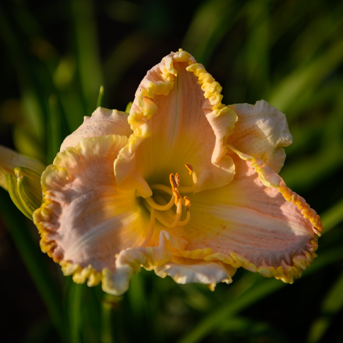 Hemerocallis 'Singular Sensation'