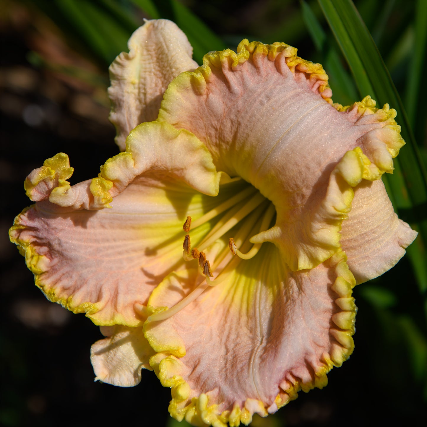 Hemerocallis 'Singular Sensation' (Daylily)