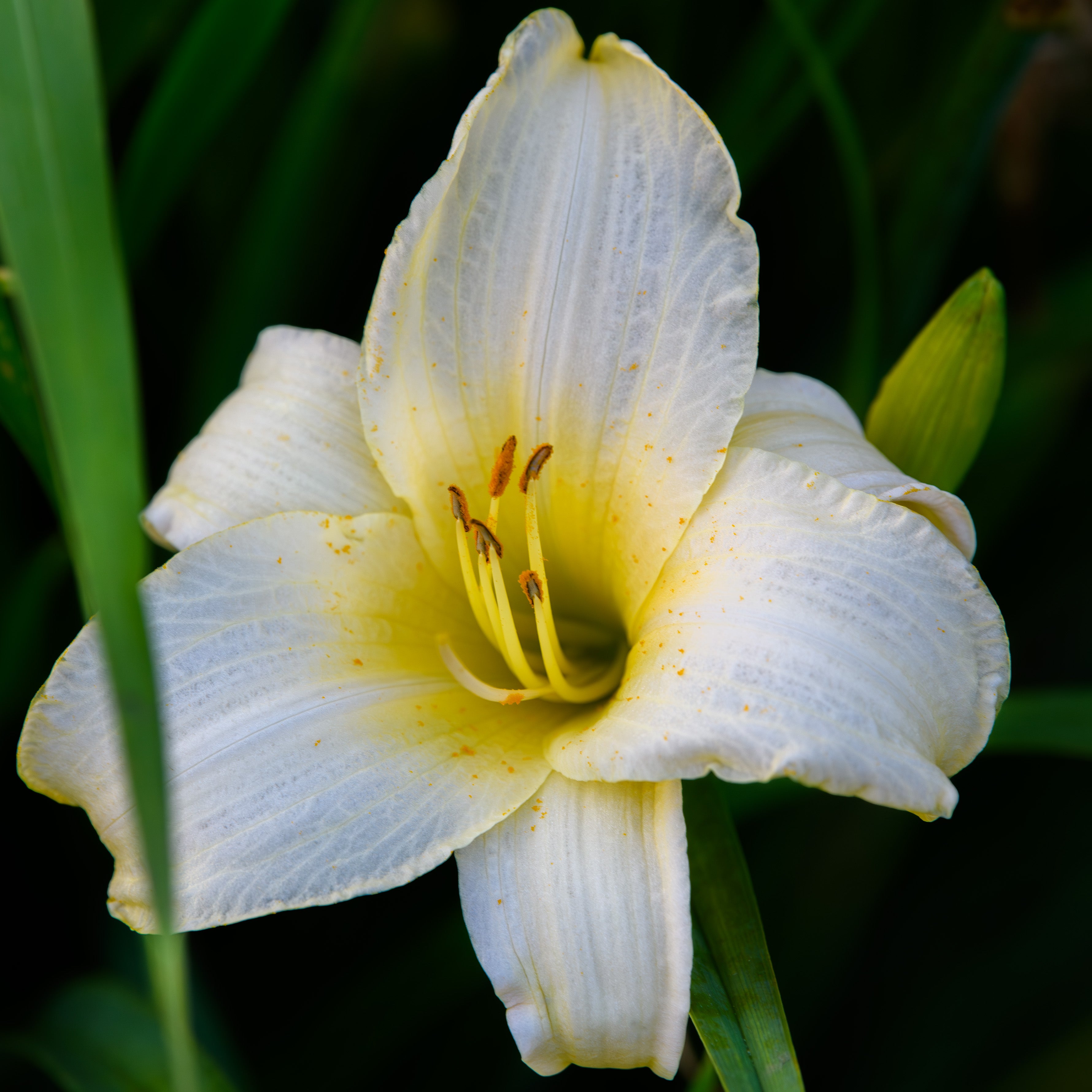 white day lily Hemerocallis 'Little Snow Princess' (Daylily)
