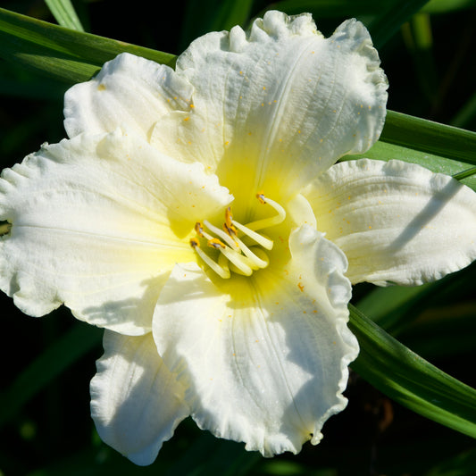 Hemerocallis   'New Falling Stars'