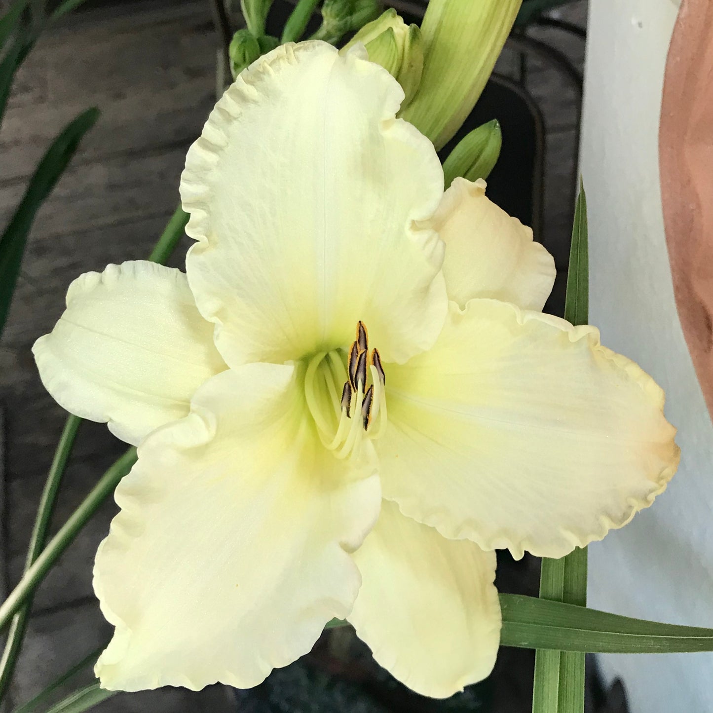 Hemerocallis 'Sunday Gloves'