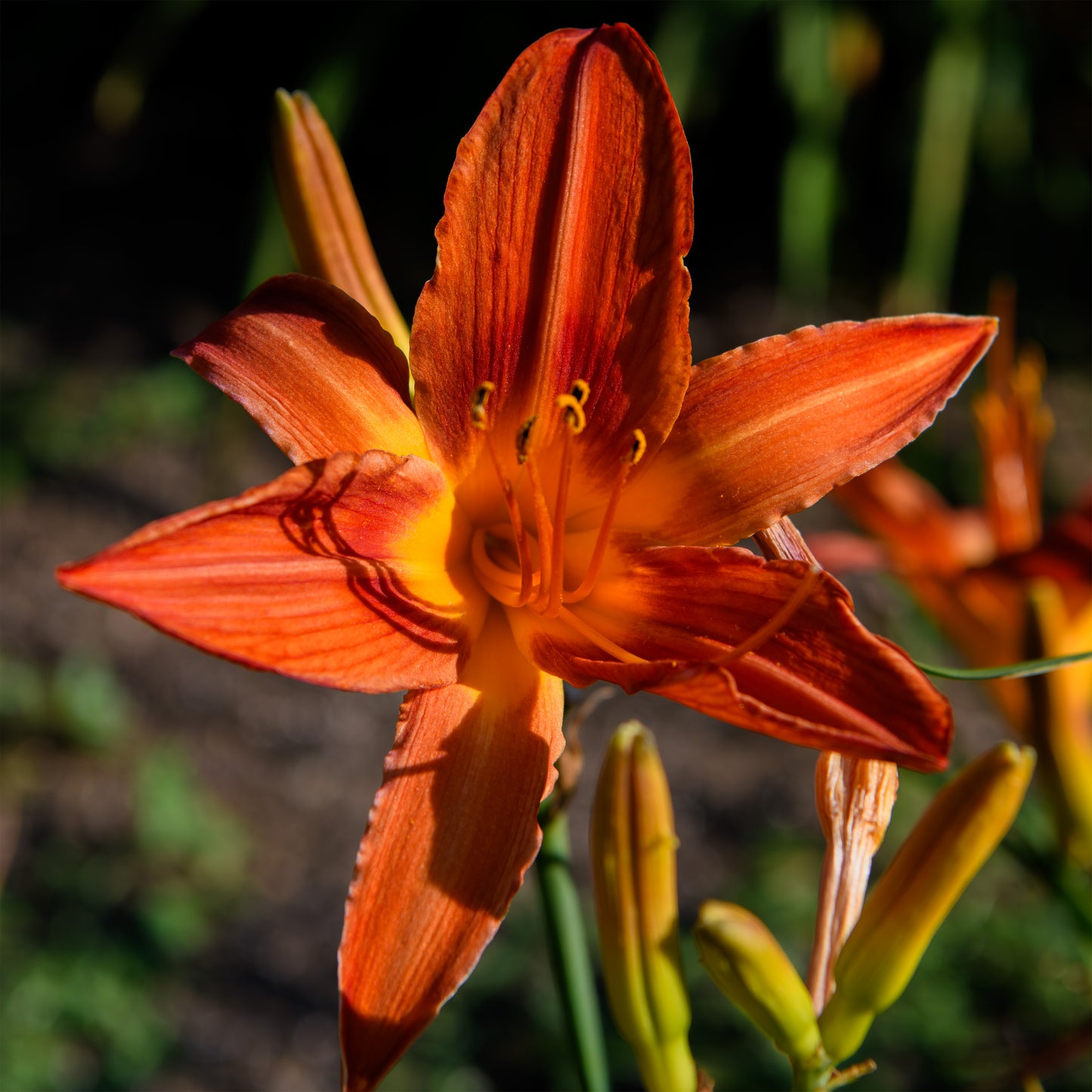 Hemerocallis 'Autumn Red' (Daylily)
