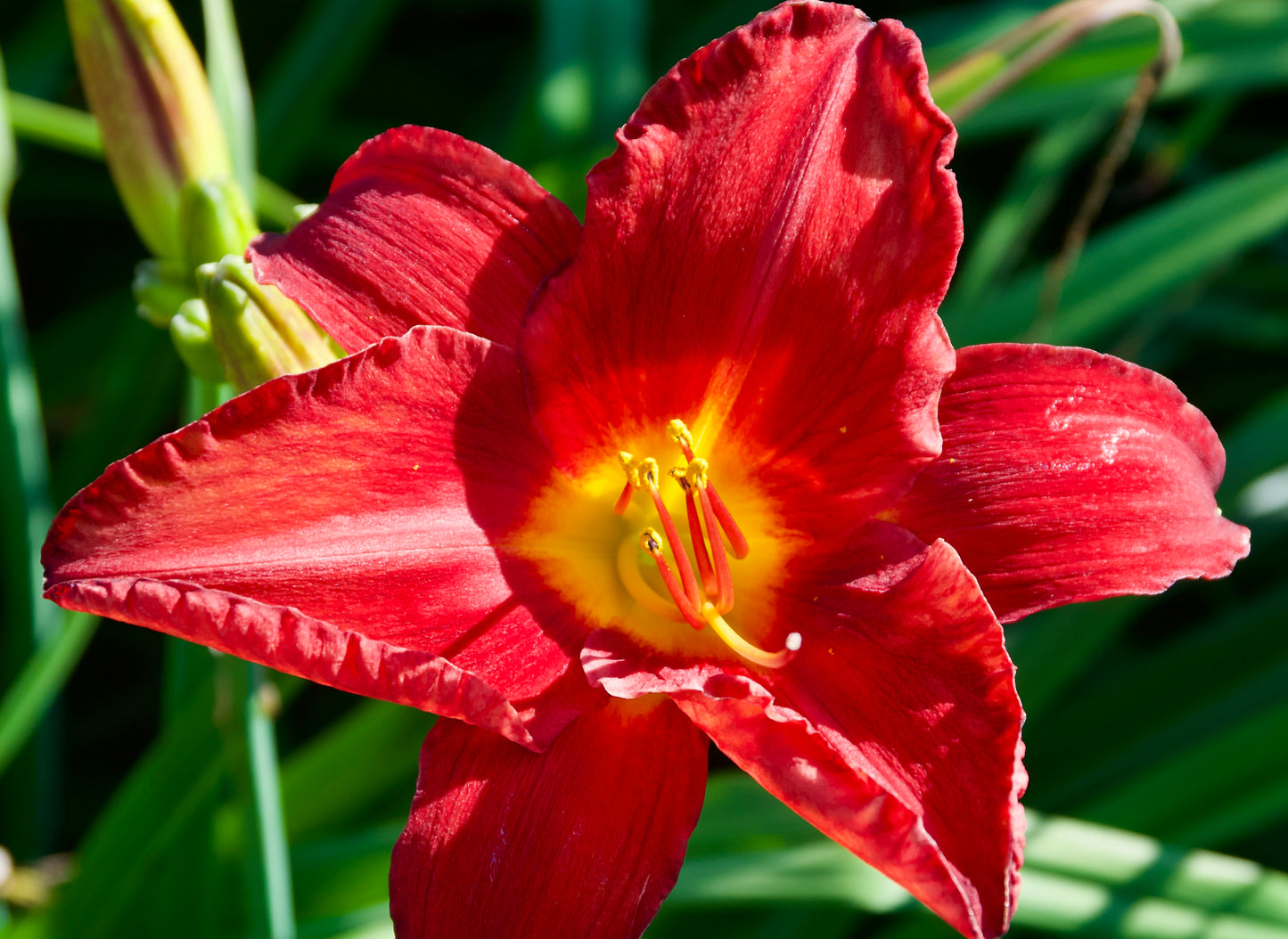 Hemerocallis 'Chicago Apache'
