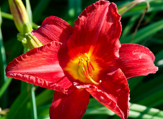 Hemerocallis 'Chicago Apache'