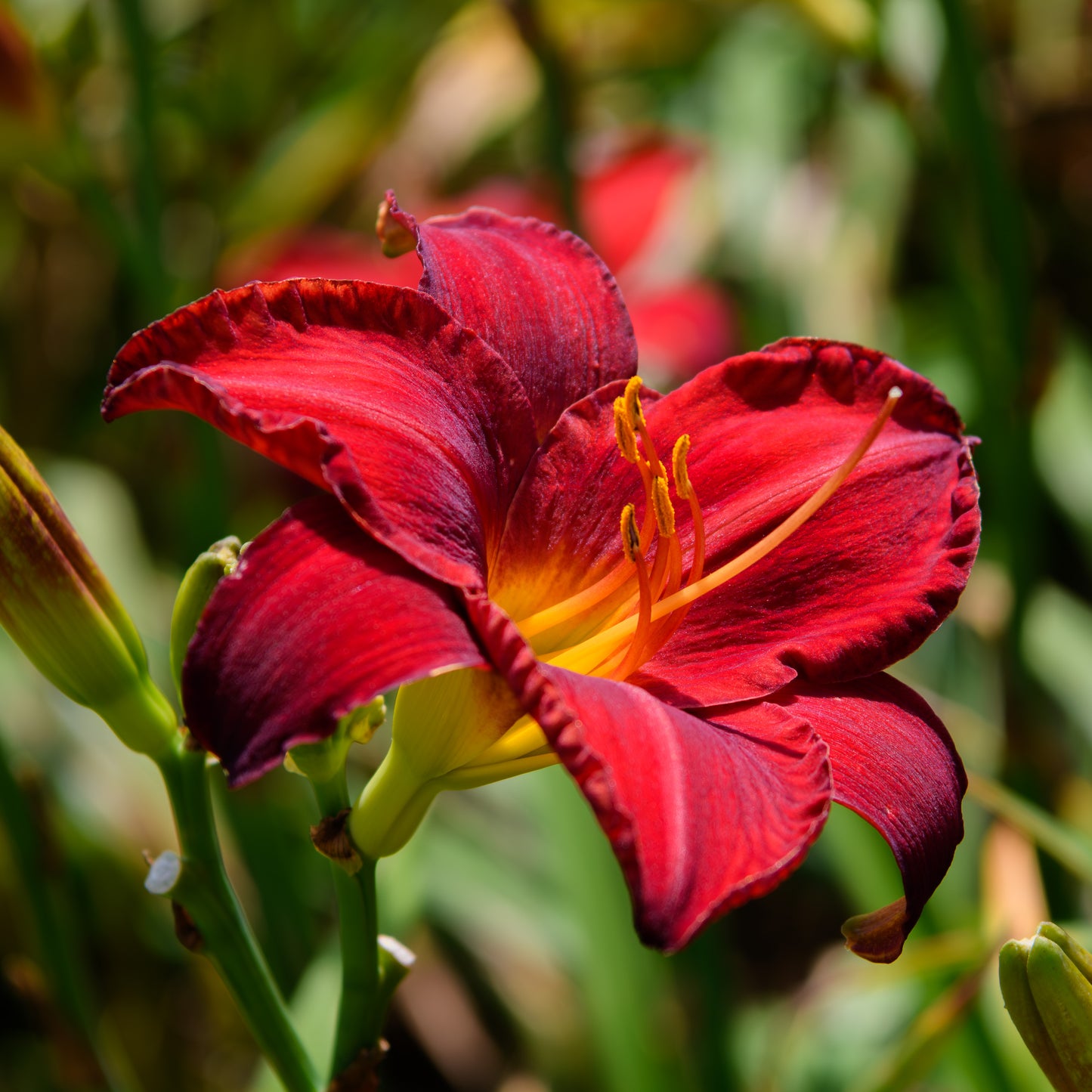 Hemerocallis 'Chicago Apache' (Daylily)