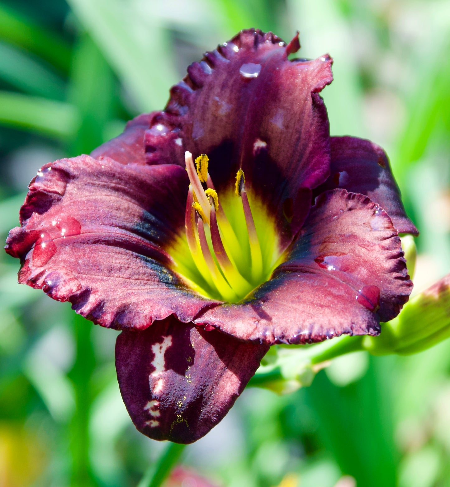 Hemerocallis 'Cinderella's Dark Side'