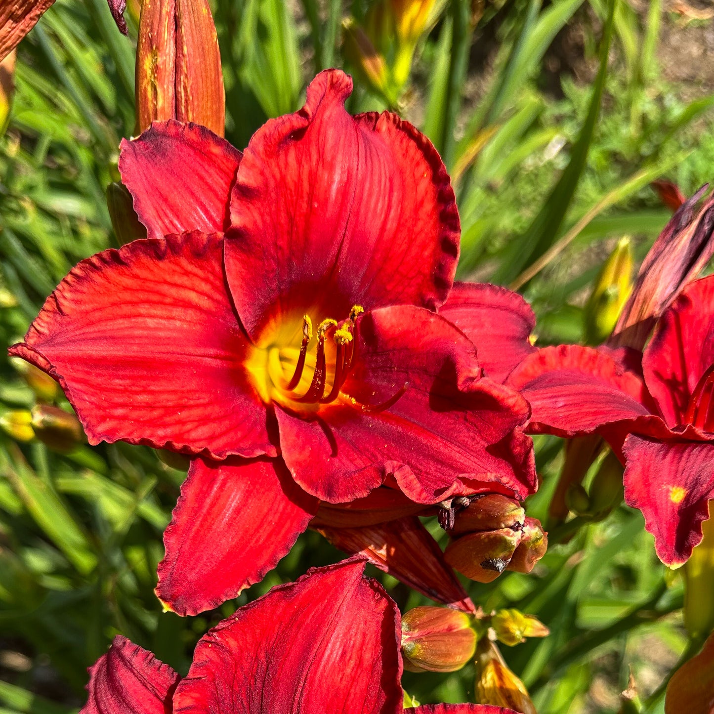 Hemerocallis 'Crimson Shadow'