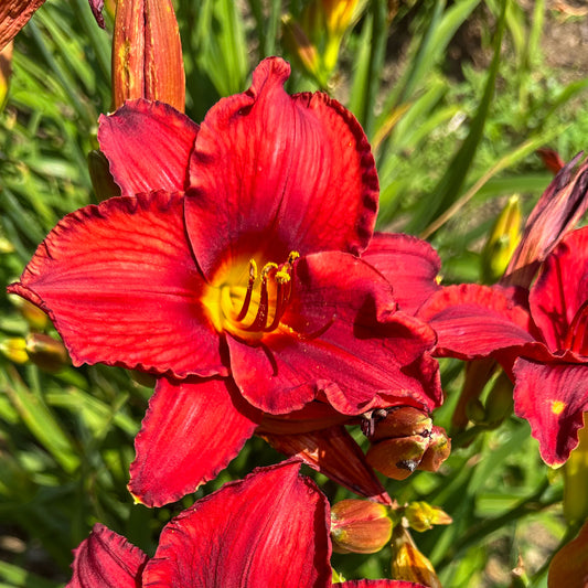 Hemerocallis 'Crimson Shadow'
