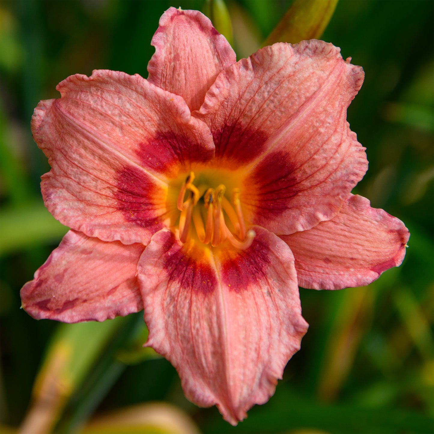 Hemerocallis 'Decatur Cherry Smash' (Daylily)