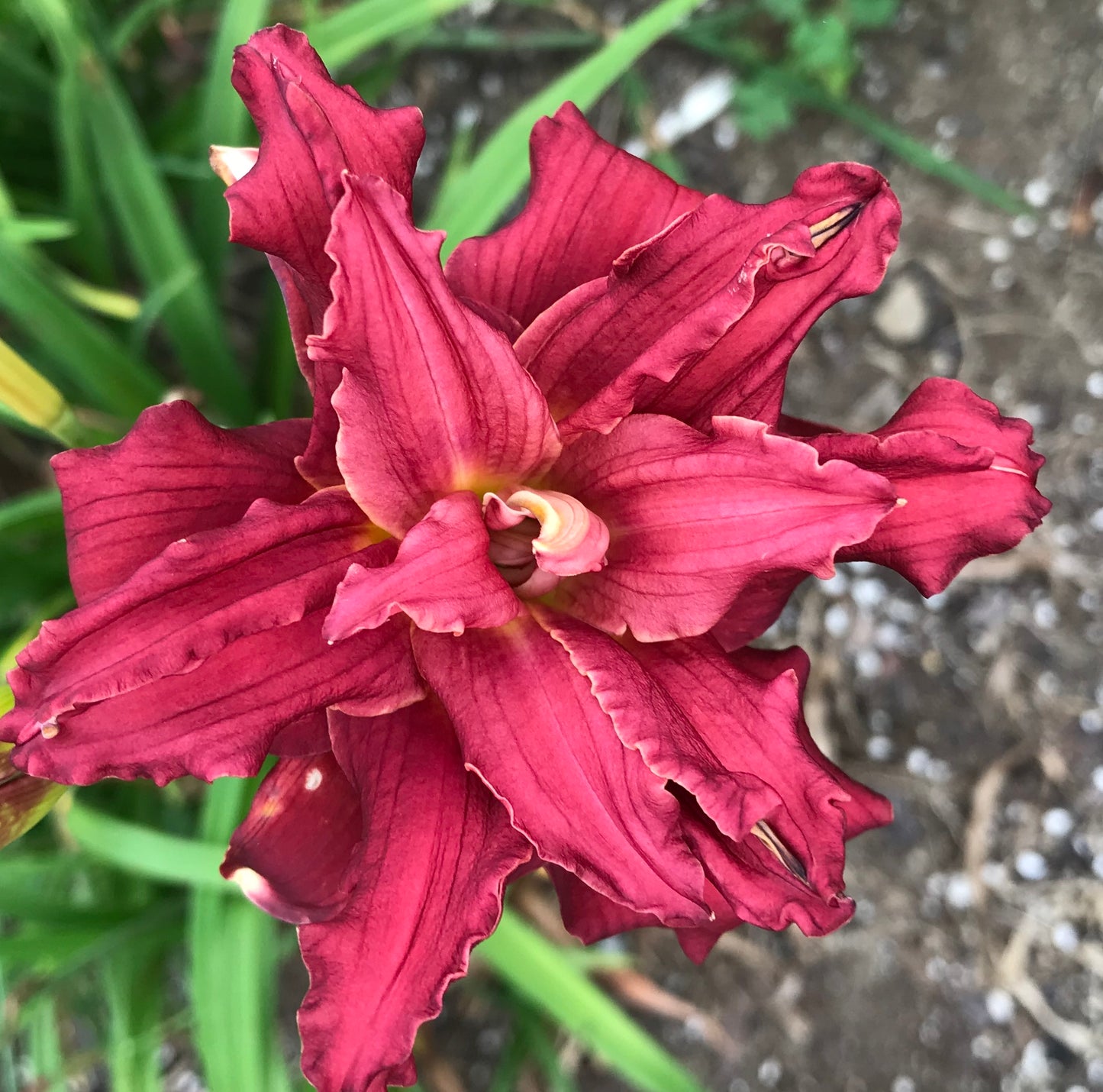Hemerocallis 'Double Pardon Me'