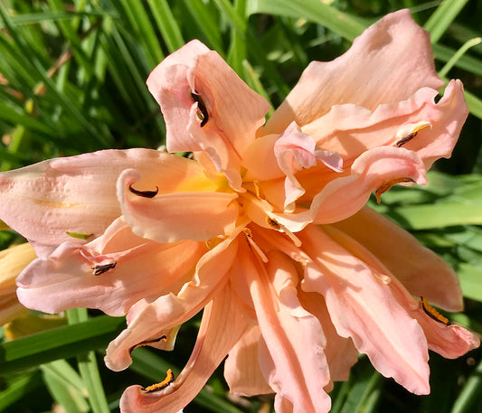 Hemerocallis 'Double Pompon'