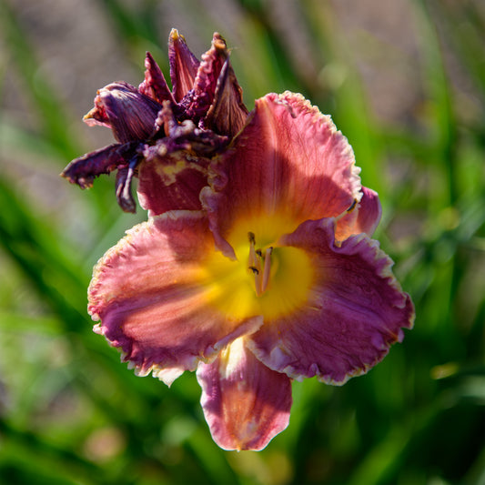 Hemerocallis 'Grand Masterpiece'