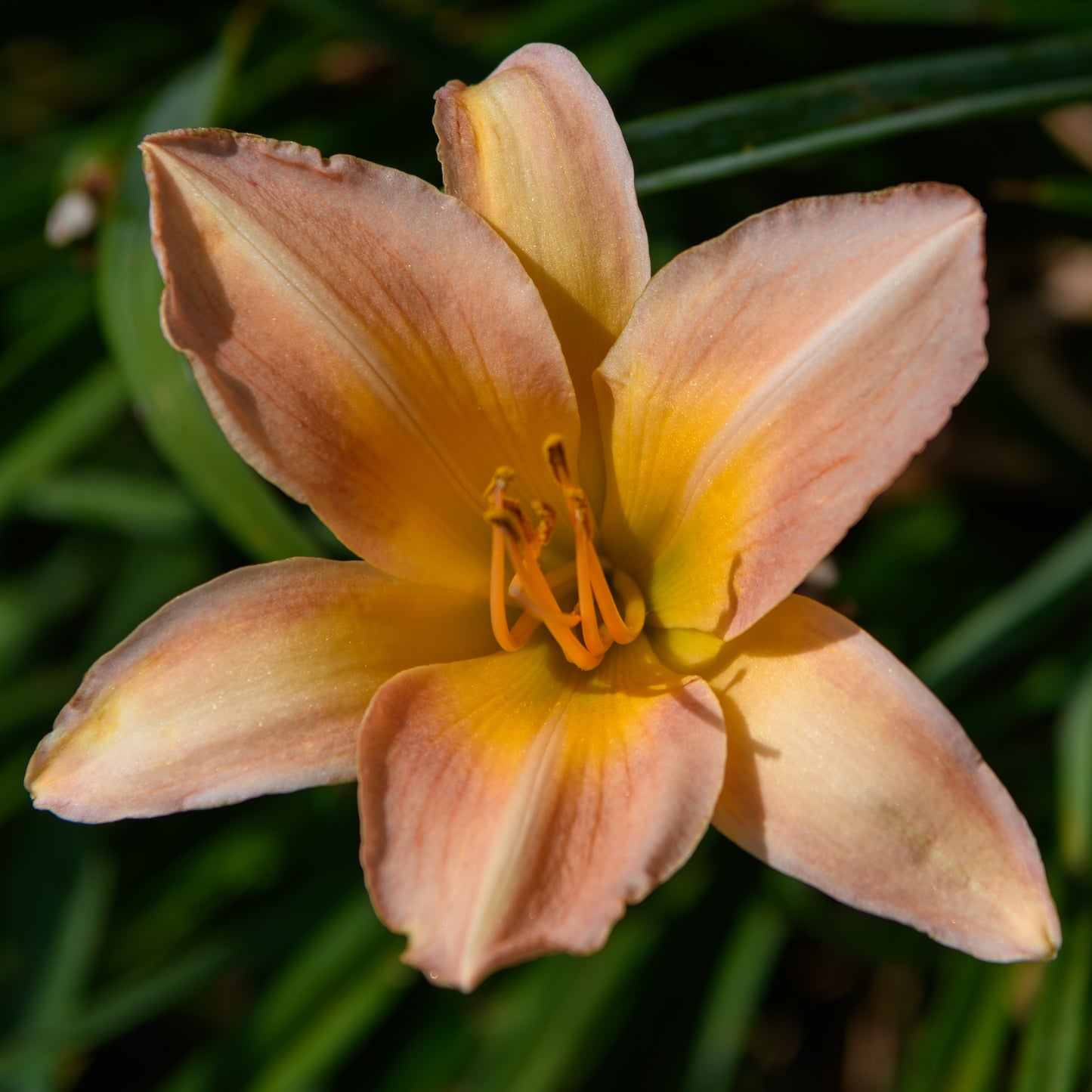Hemerocallis 'Jim's Pick'