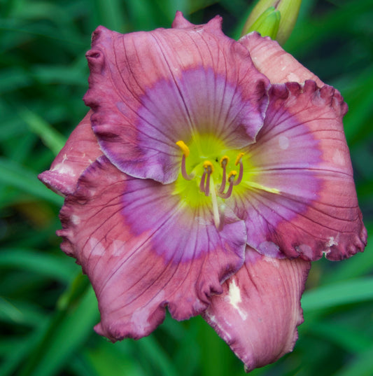 Hemerocallis   'Lavender Blue Baby'