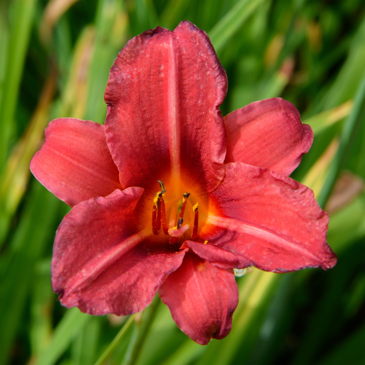 Hemerocallis 'Little Business' (Daylily)