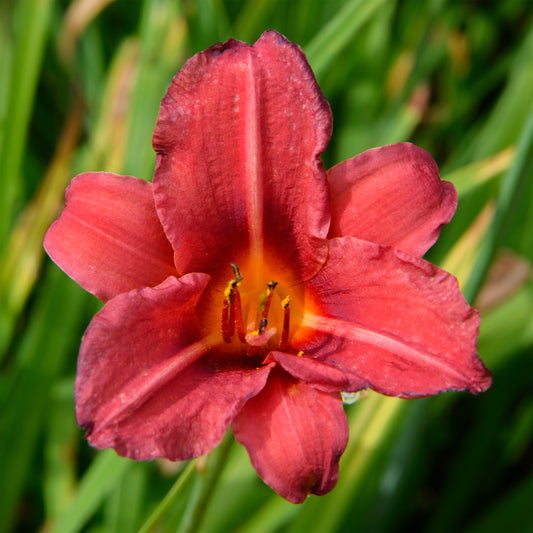 Hemerocallis 'Little Business' (Daylily)