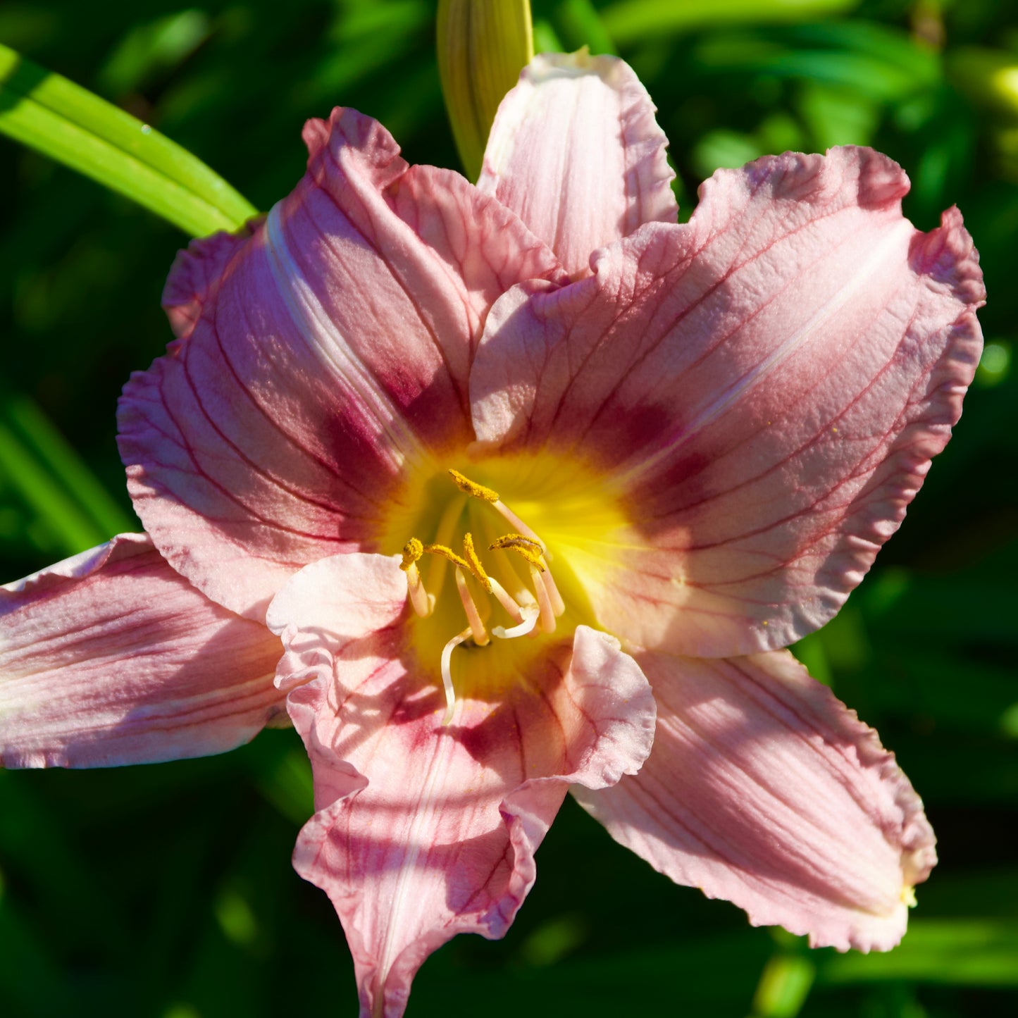 Hemerocallis 'Numinous Moments'