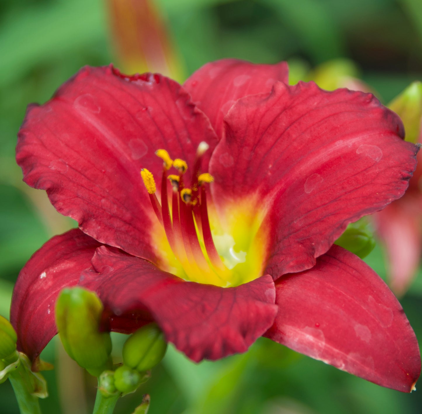 Hemerocallis 'Pardon Me'