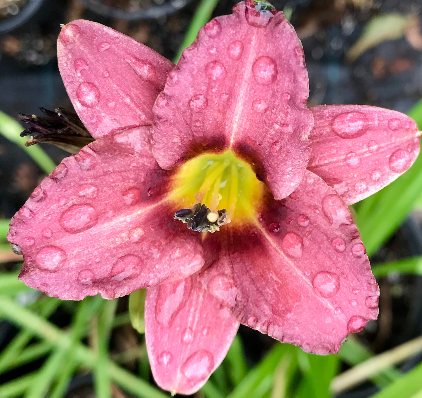Hemerocallis 'Raspberry Pixie'